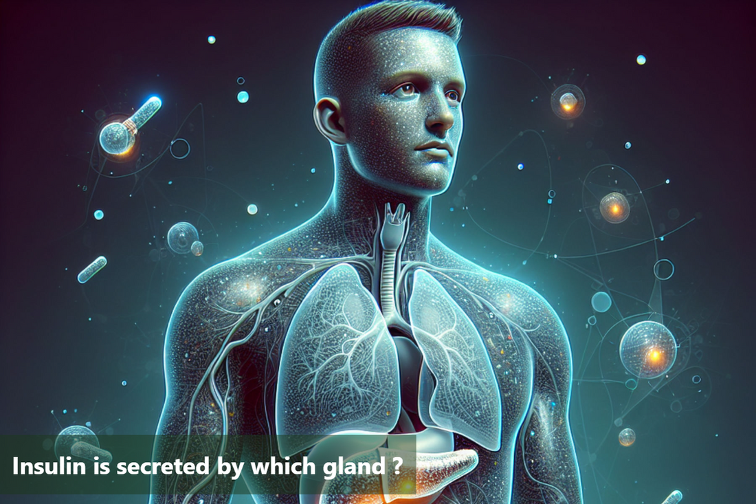 A diagram of the human body showing the pancreas, which is the gland that secretes insulin.