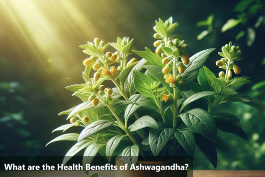 An image of an Ashwagandha plant with yellow flowers and green leaves, sitting on a wooden table with a blurred background of green leaves.